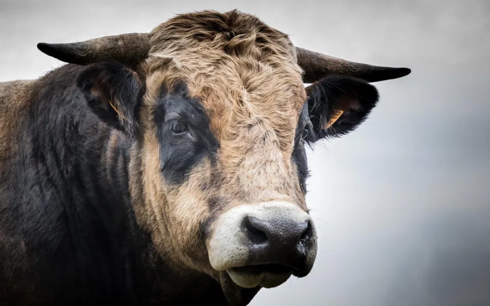 Neznámí pachatelé riskovali vlastní životy, když z pastviny kradli plemenného býka o váze 1000 kg