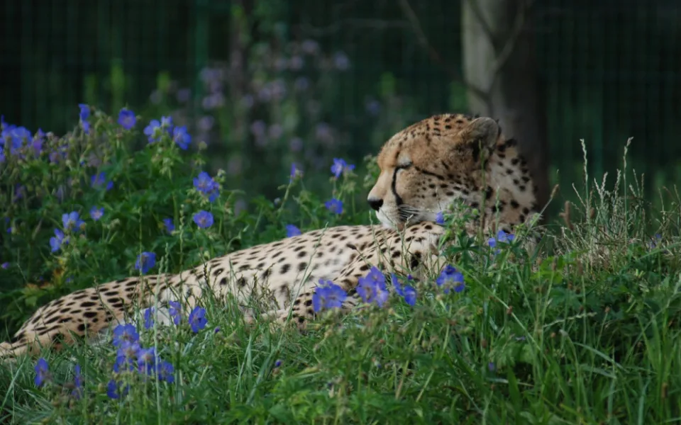 Zoologická zahrada přišla o gepardího samce, potýkal se s nádorovým onemocněním