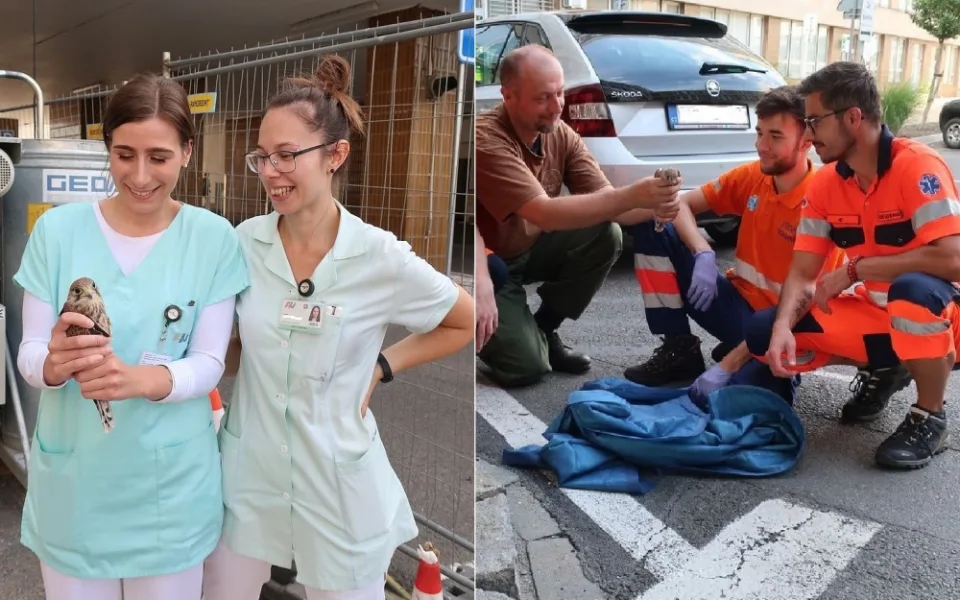 Když je potřeba, zachrání zdravotníci i životy dvou mláďat poštolky, která vypadla ze stejného hnízda