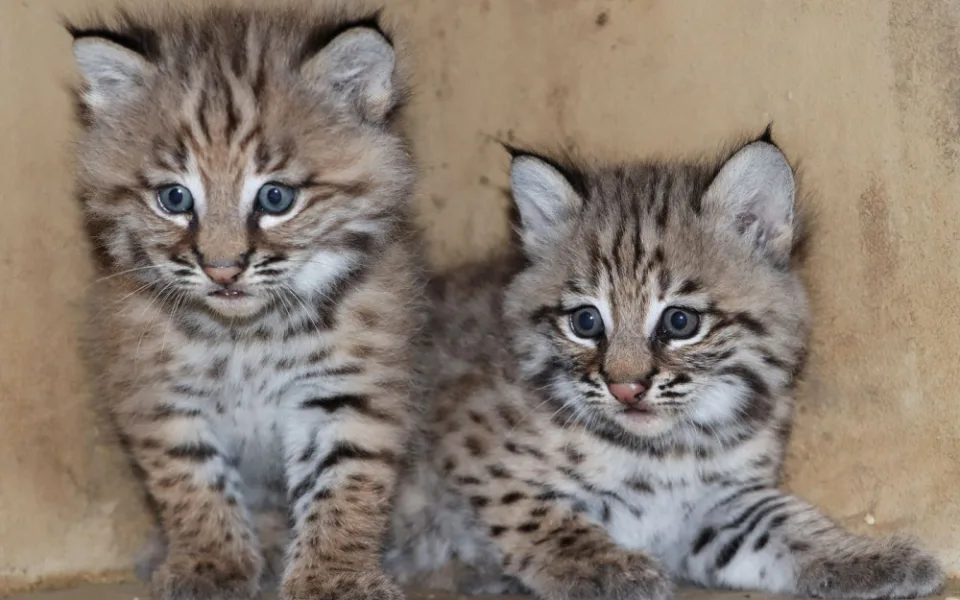Dvě mláďata rysa červeného se podařilo úspěšně odchovat z plzeňské zoo. Dostala jména Daisy a Dale
