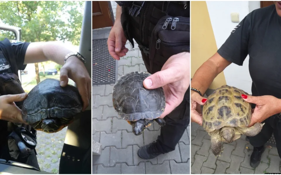 Želví invaze stále neutuchá, strážníci přijali do útulku další zatoulané plazy