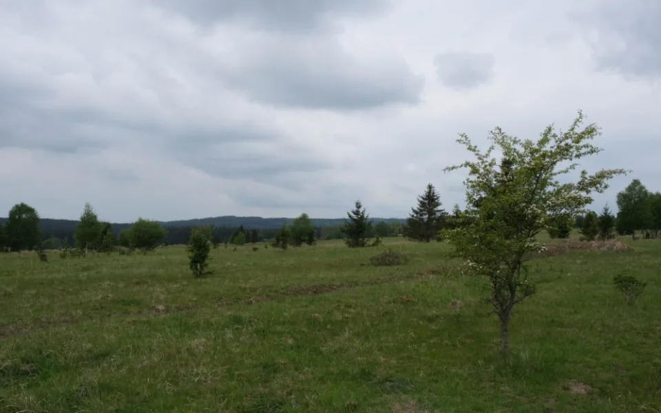 Na těchto pláních u Padrťských rybníků se budou sázet ovocné stromy