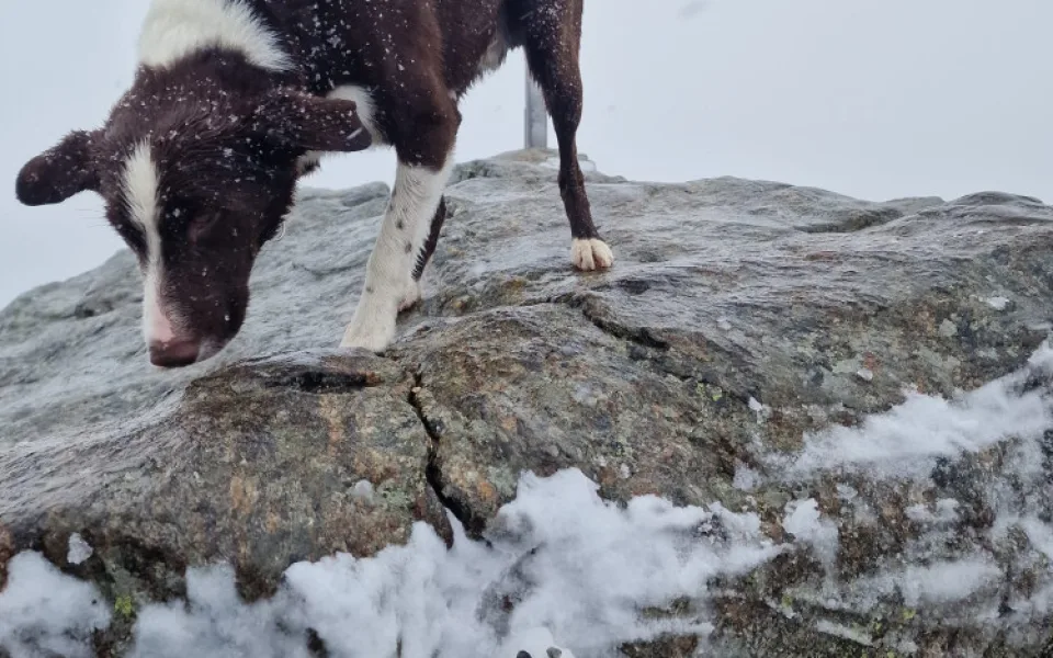 Šumava s Bavorským lesem zažila první sněžení, už v sobotu padal sníh na vrcholku Velkého Javoru