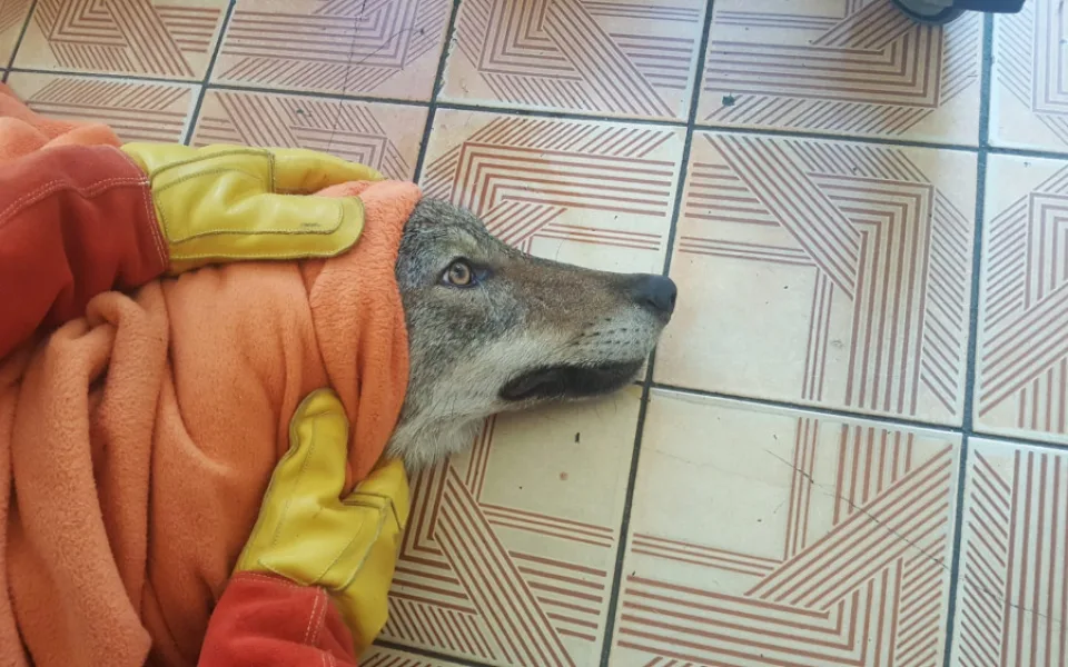 Vážně zraněný vlk sražený autem zůstává v péči záchranné stanice, nemůže se postavit na nohy