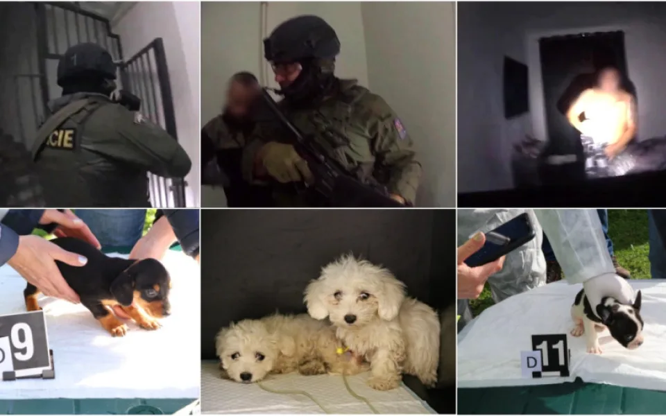 VIDEO: Policie odhalila otřesný byznys s nemocnými štěňaty, gang přeprodával zvířata po internetu