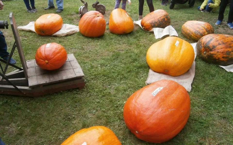 Úplně nejtěžší dýně v soutěži vážila 48,5 kg