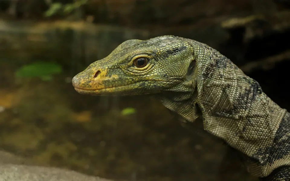 Varany plodožravé chová plzeňská zoo jako jedna z mála v Evropě, ošetřovatelé plánují odchovy