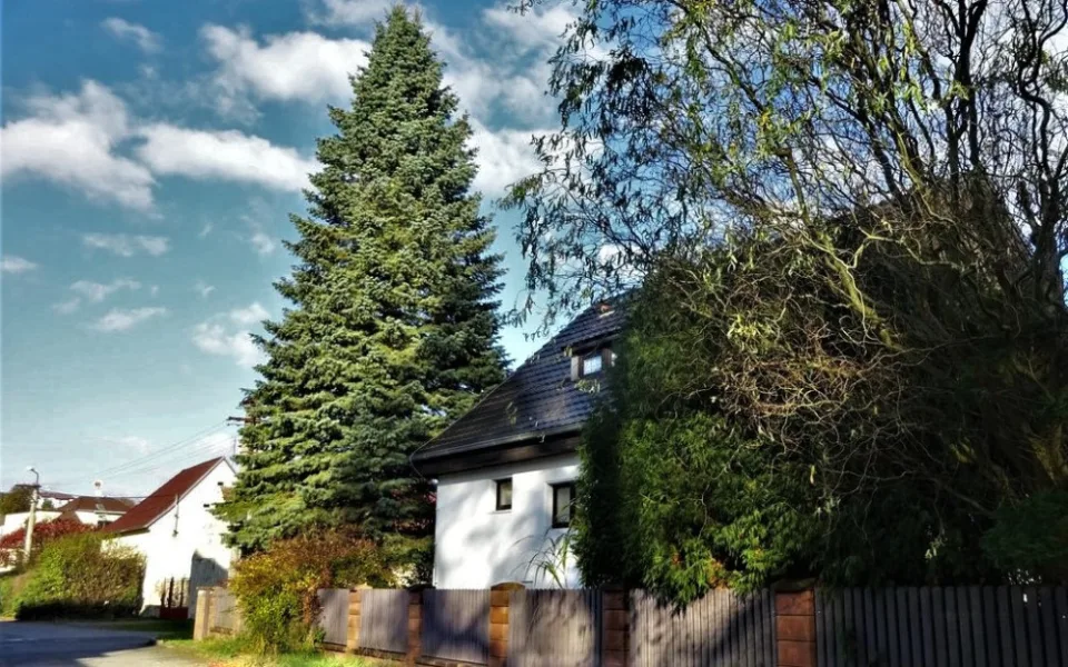 Plzeňským vánočním stromem bude jedle ojíněná, čtyřicet let roste v Třemošné na zahradě manželů Kolečkových
