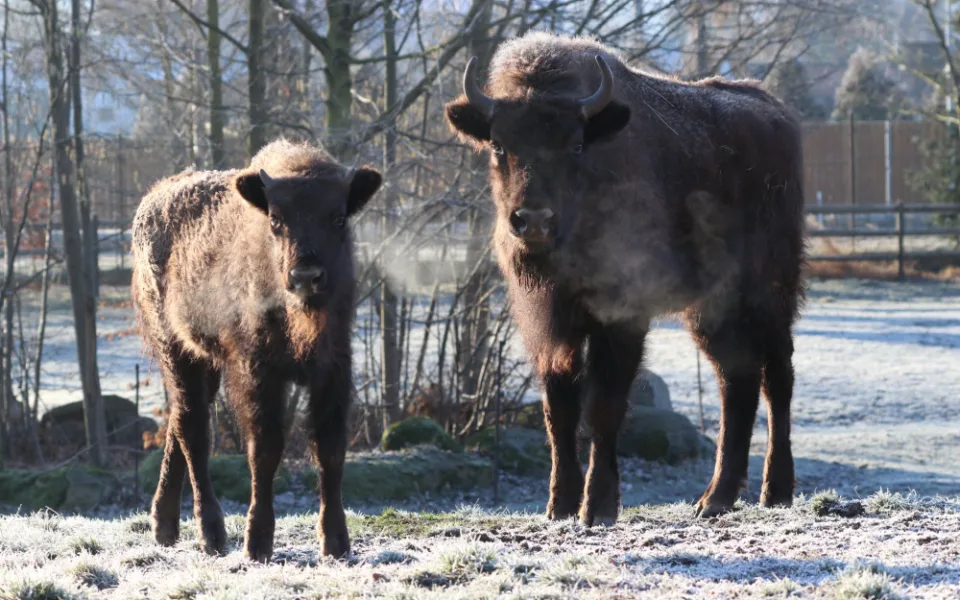 Zubří slečna Onica odcestovala z plzeňské zoo, bude se tam prohánět s divoce žijícím stádem v v Azerbajdžánu