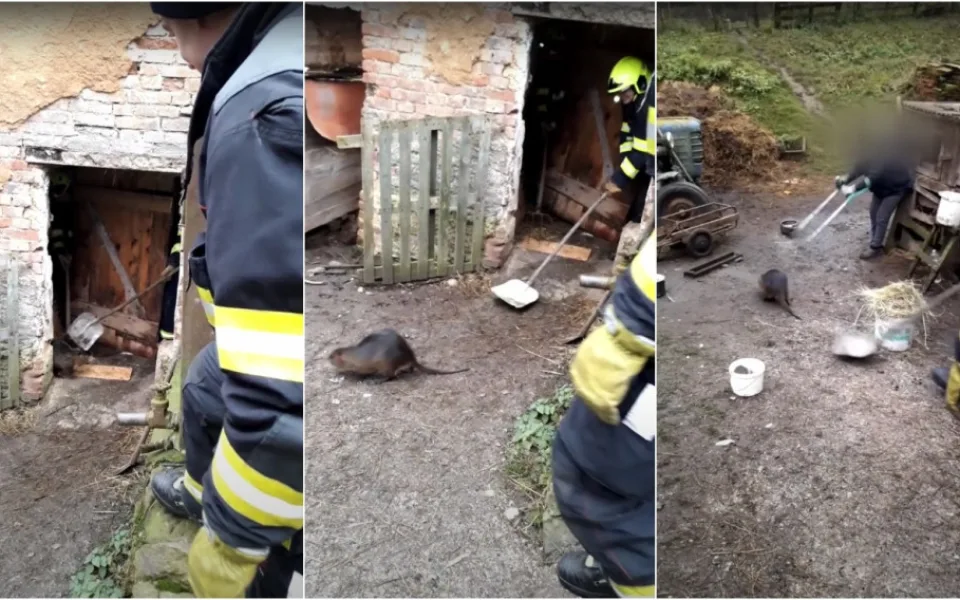 VIDEO: Hasiči svedli lítý boj s pěkně vykrmenou nutrií, dveře od chlíva jim posloužily jako štít