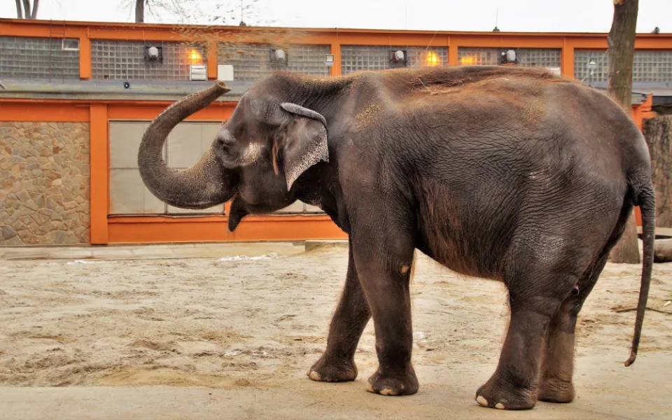 Stavbu obřího pavilonu pro slony indické za jednu miliardu korun připravuje už 20 let plzeňská zoo