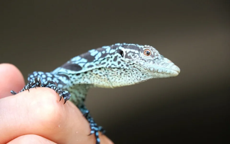 varan modrý