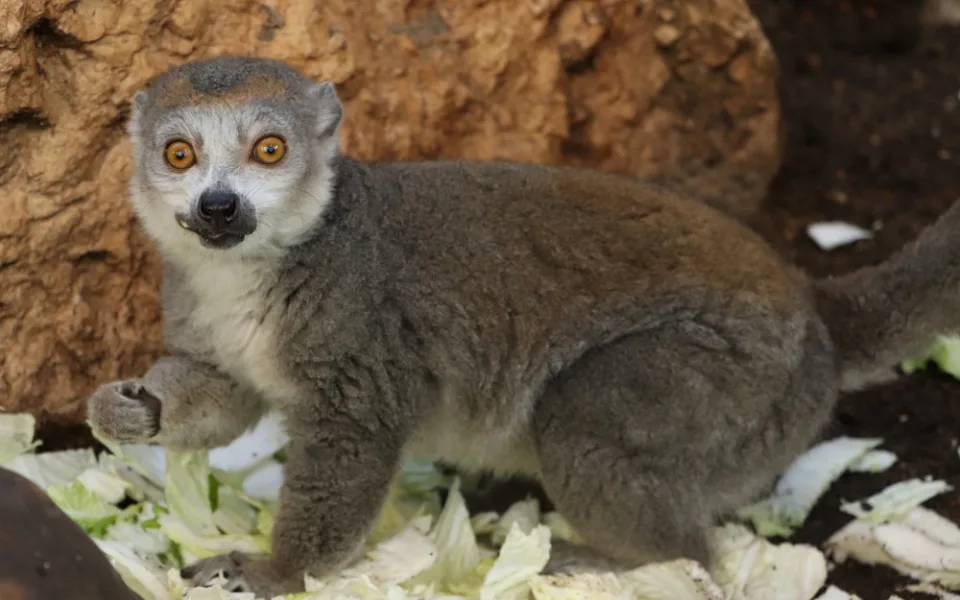 lemur korunkatý