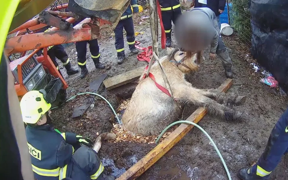 VIDEO: Kobyla se propadla do úzké jímky, hasiči ji museli zaplavit vodou a zvíře nadlehčit
