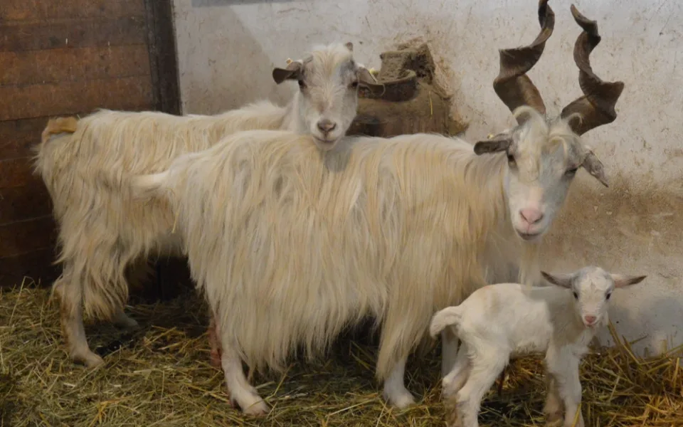 První mládětem v plzeňské zoo je kůzle, loni slavili úspěchy se lvíčaty i raritním prvoodchovem vzácné želvy