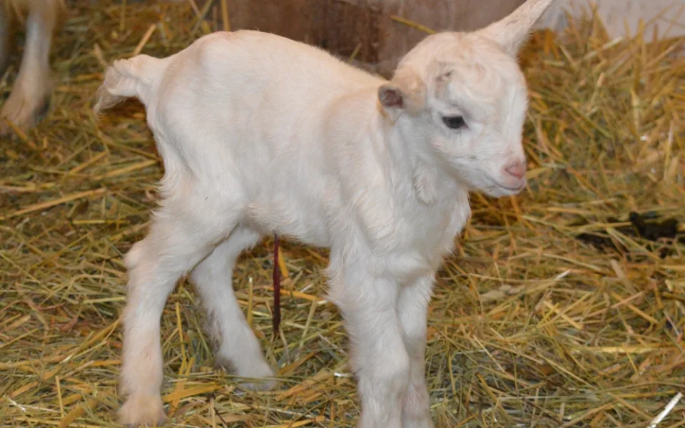 První letošní mládě narozené v plzeňské zoo už dostalo jméno, představujeme vám kozlíka Kubíka