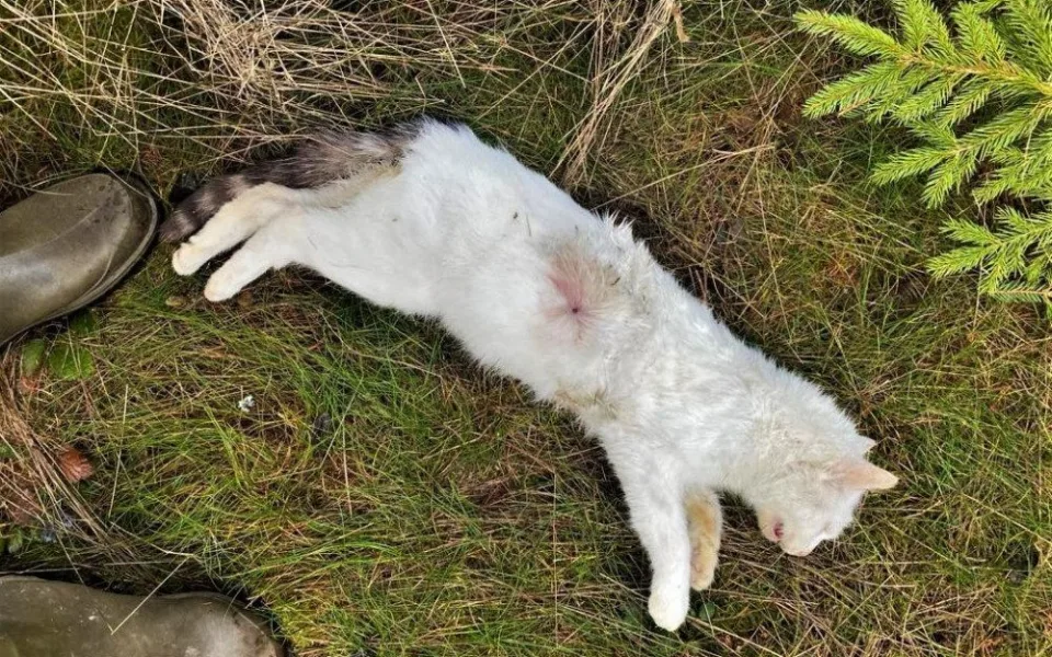 Tato kočička bohužel střelnému zranění podlehla