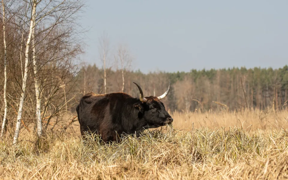 Rezervace divokých koní a praturů u Nýřan se dočkala rozšíření na téměř dvojnásobek