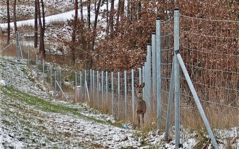 Zmatený srnec uvízl u frekventované silnice mezi ochrannými ploty. Do záchranné akce se zapojili i náhodní turisté