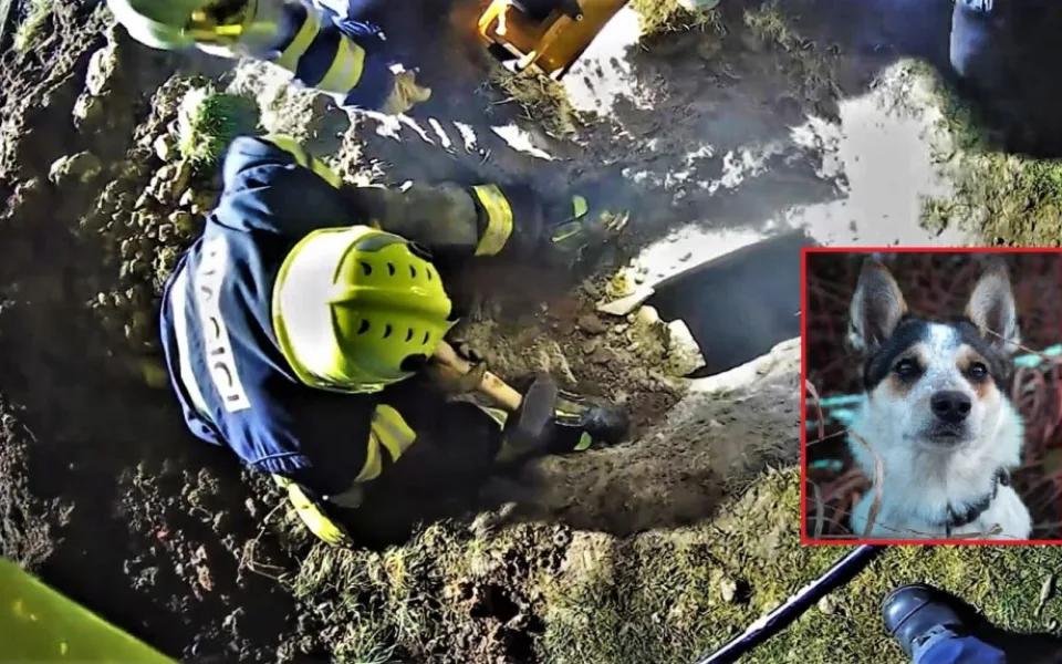 Fenka Kira se dostala pod zemí do betonové skruže plné vody a hrozilo jí utonutí. Při záchraně šlo o sekundy