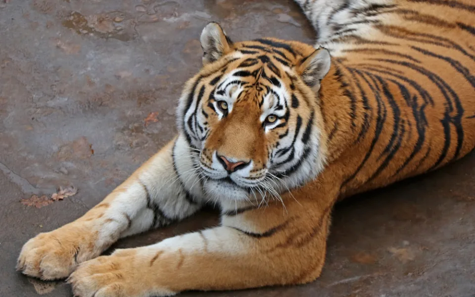 Ussurijský tygr Tiber opustil plzeňskou zoo. Odcestoval do ZOO Praha, kde by se měl rozmnožovat