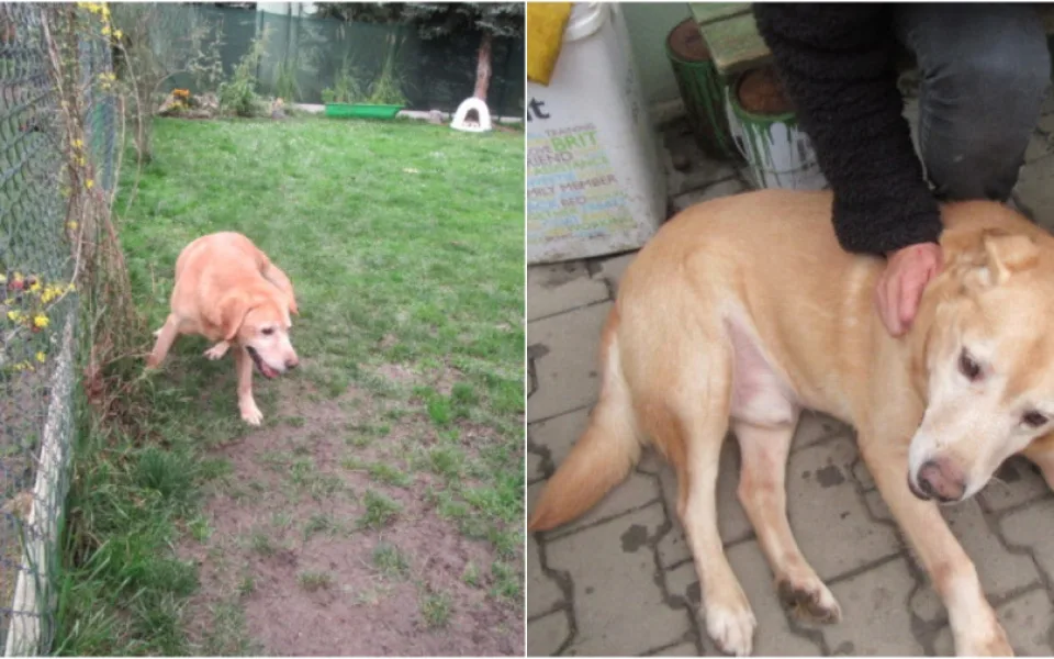 Patnáctiletý labrador živořil v malém kotci bez jídla a vody, své dny dožije v útulku