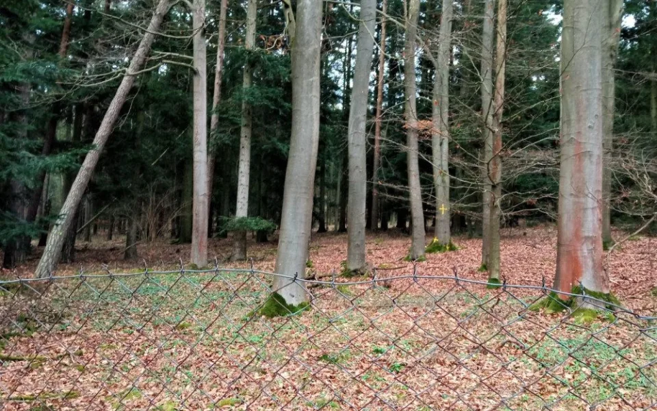 Vybrané stromy v těsné blízkosti slavné Americké zahrady se musí pokácet, Zastiňují vzácné dřeviny v arboretu