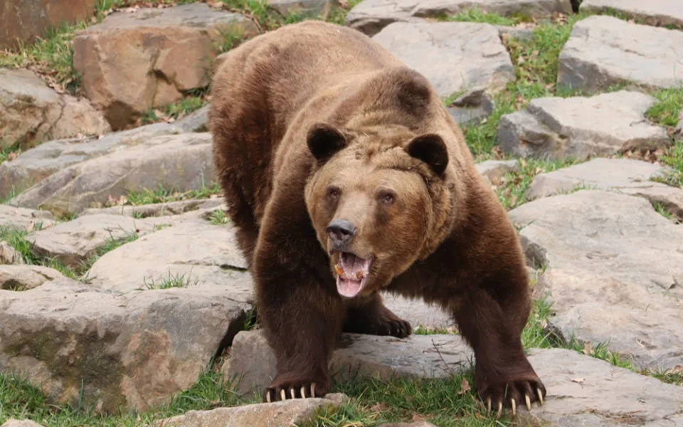 Medvědi v plzeňské zoo se probudili ze zimního spánku, prospali téměř tři a půl měsíce