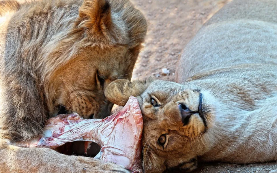 Lvice Farida odjela ze zoo, v novém domově se dočká partnera