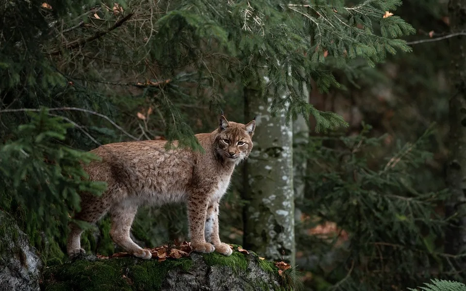 size4-bobcat-4656312_960_720