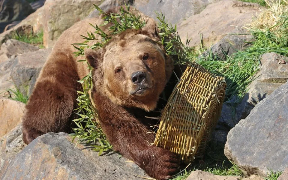 Všichni tři medvědi v plzeňské zoo oslavili kulaté narozeniny