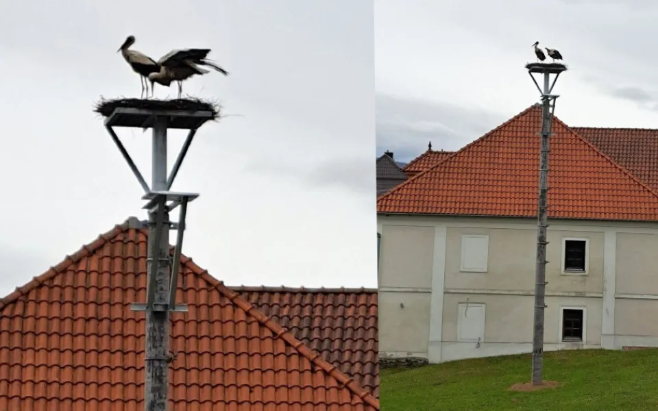 Čápi už našli v šumavské obci nově vytvořené hnízdo na sloupu. Původní se muselo kvůli bezpečnosti odstranit