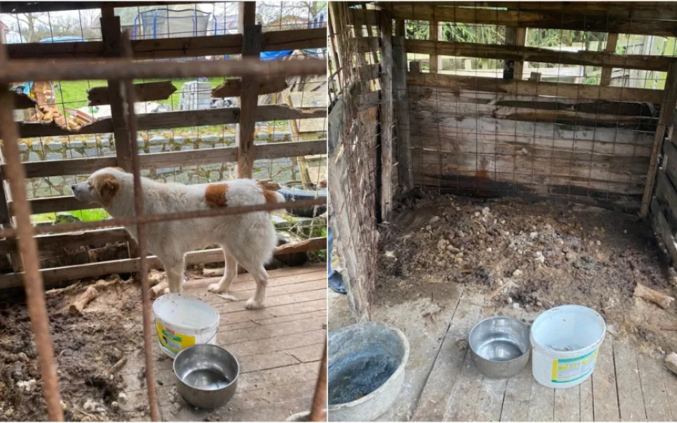 Pastevecký pes živořil v provizorním boxu v hromadě výkalů, veterináři ho odebrali a předali do péče útulku