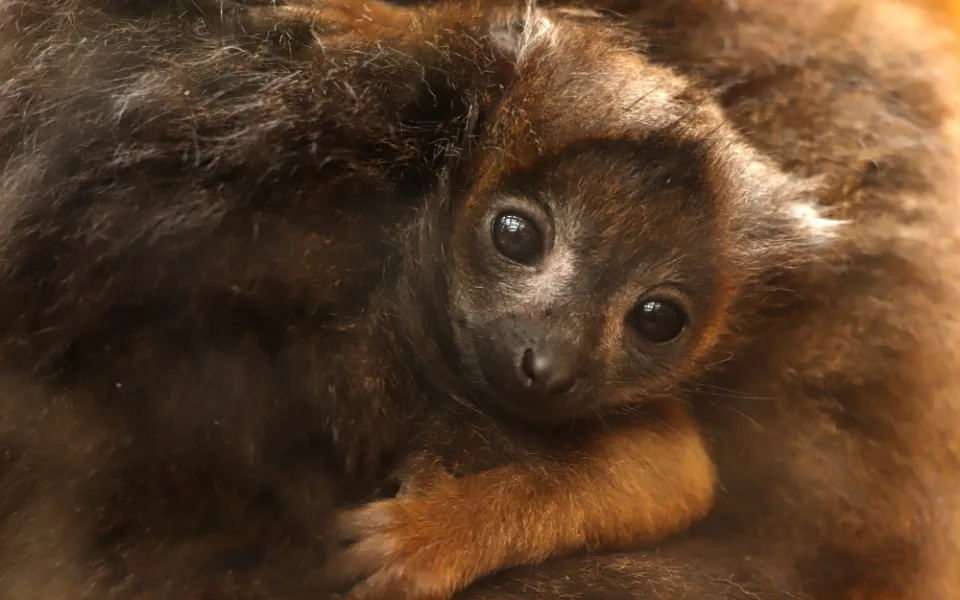 Po sedmi letech čekání se v plzeňské zoo radují z mláděte ohroženého lemura rudobřichého