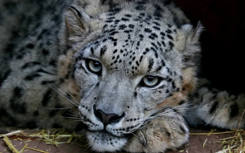 Návštěvníci plzeňské zoo mohou nově pozorovat mladou samici sněžného levharta, přicestovala z Lipska