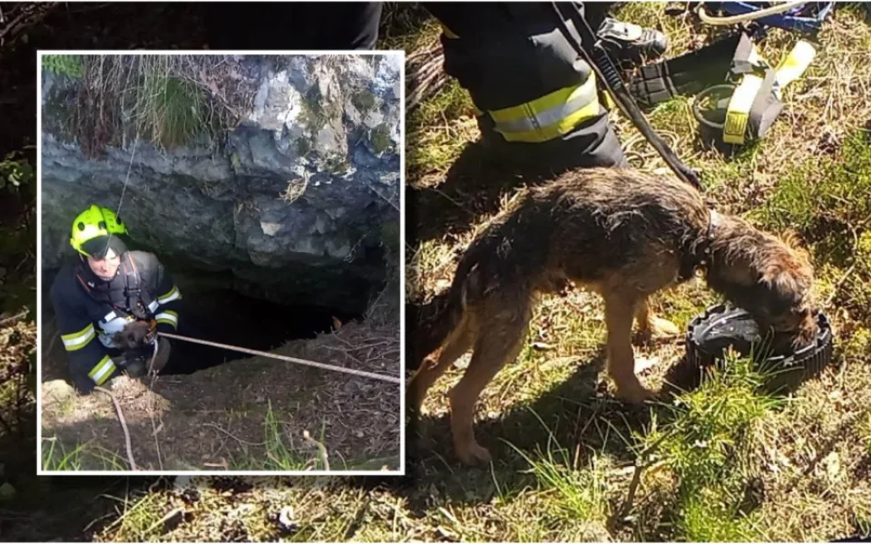 Ztracený pes skoro měsíc přežíval uvězněný ve štole, záchrana přišla čirou náhodou