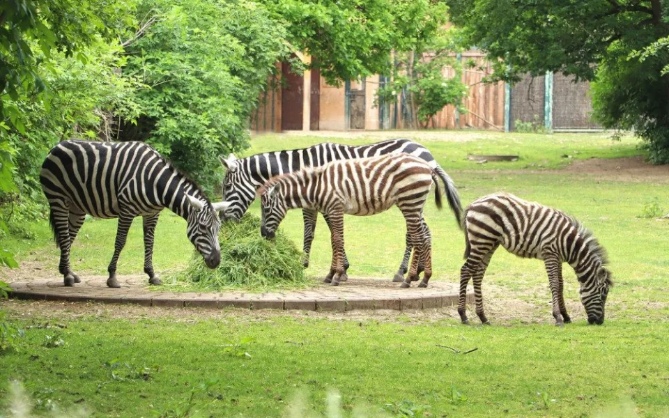 Mládě velmi vzácné zebry bezhřívé, narozené v lednu v plzeňské zoo, se jmenuje Embimbi