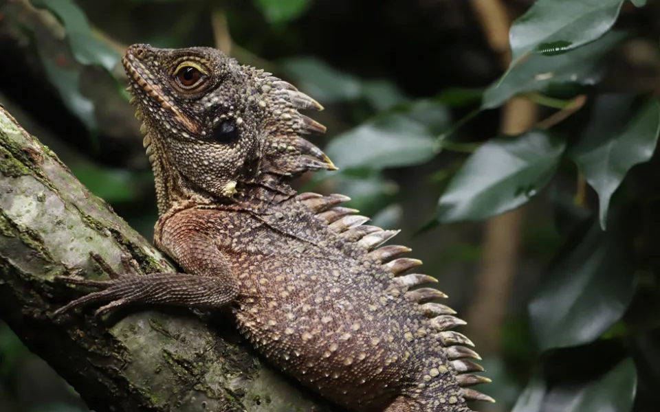 Zoo se podařil unikátní odchov pěti mláďat agamy stromy. Na vylíhnutí čeká v inkubátoru dalších sedm vajec