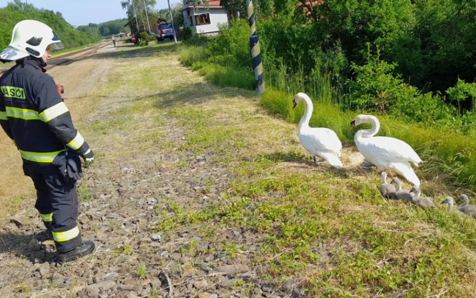 Labutí rodinka vyrazila na procházku k nádraží, do bezpečí ji doprovodili hasiči