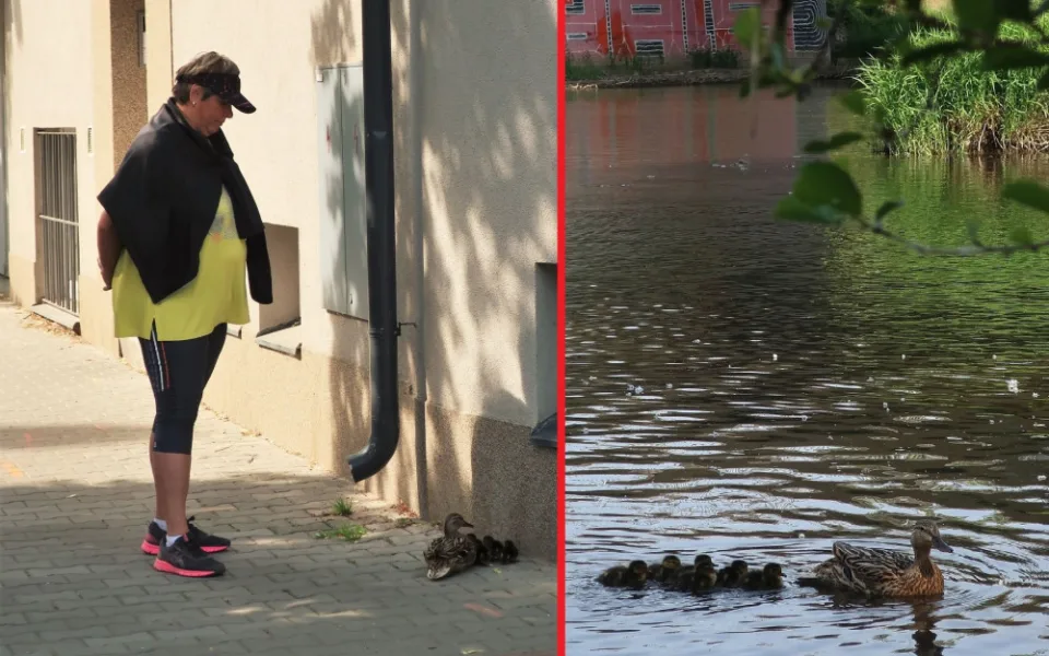 Kachny vyrážejí z centra města se svými čerstvě vylíhnutými mláďaty na dobrodružnou výpravu k řece