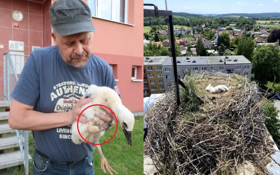 Zraněná končetina čapího mláděte se bohužel nehojila a jeho zdravotní stav se prudce zhoršil