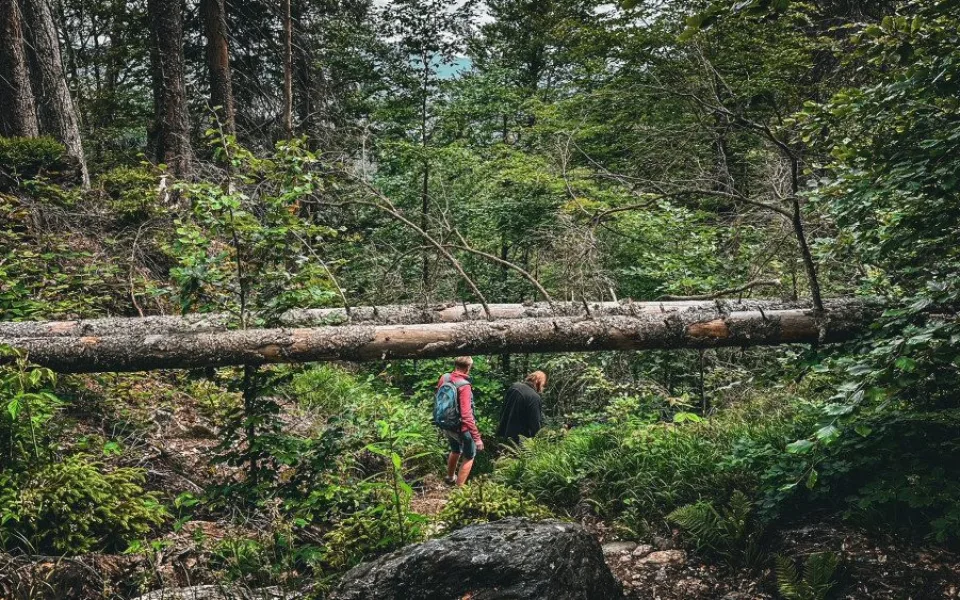 Vystoupejte na Falkenstein a užijte si magickou atmosféru nejdivočejšího pralesa Bavorského lesa a Šumavy