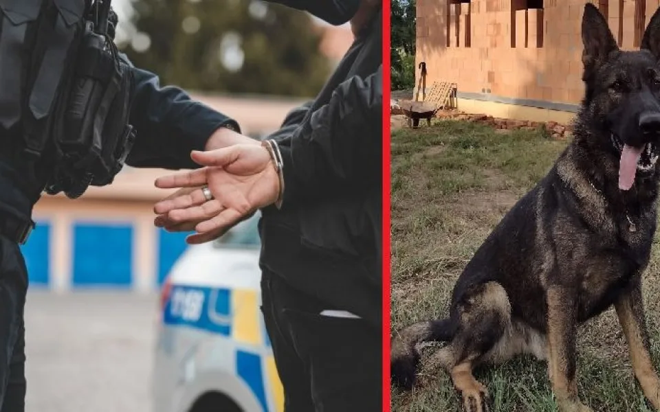 Nebezpečná a ozbrojená dvojice zlodějů se po nevydařené akci skrývala v řepkovém poli. Dopadl je policejní pes