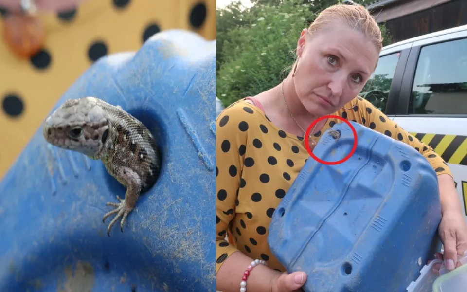 Ještěrka se neprotáhla otvorem v plastové nádobě