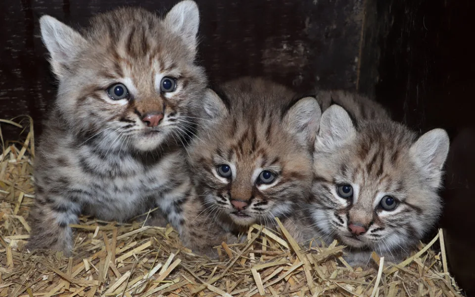 Trojčata rysa červeného úspěšně odchovává plzeňská zoo, babyboom hlásí také u lemurů