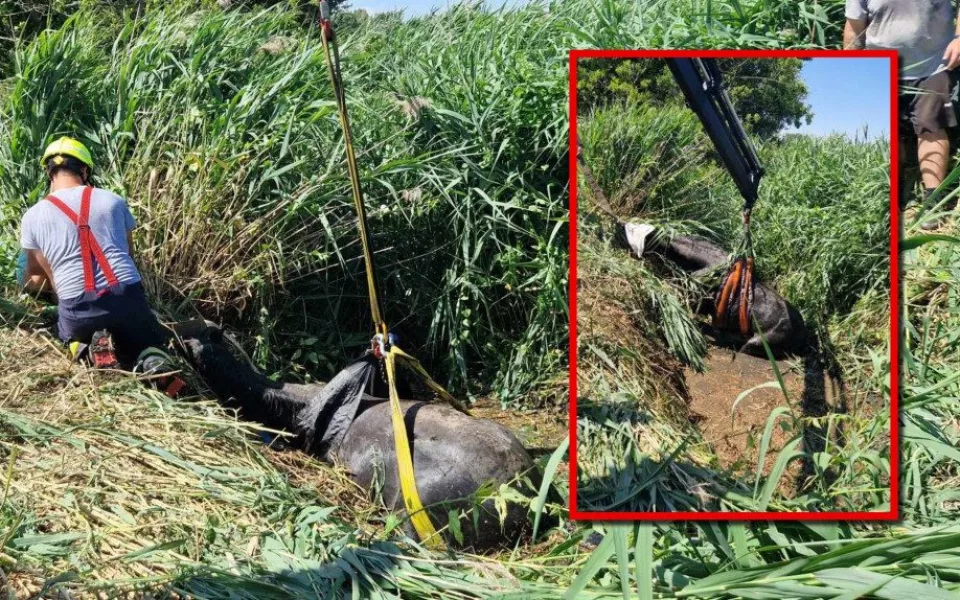 Kůň uvízl v korytě potoka, záchrannou akci komplikovala silná vrstva bahna