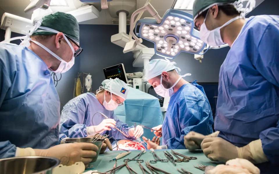 Studenti medicíny operují na škole v Plzni prasata, čtyřnohým pacientům sešívají cévy nebo odstraňují ledvinu