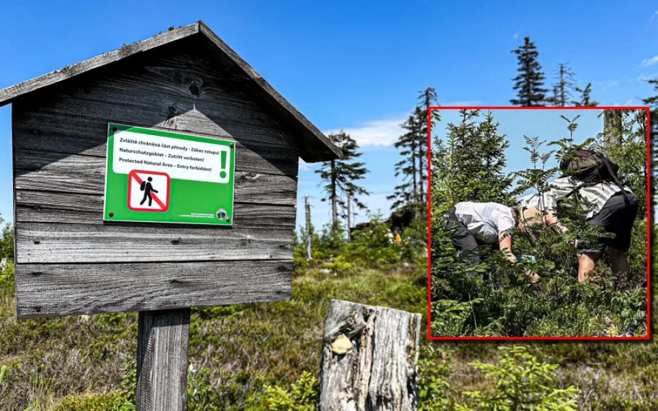 Turisté na Šumavě při sběru lesních plodů vstupují i na přísně zakázaná místa. Riskují tak pokuty v řádech tisíců
