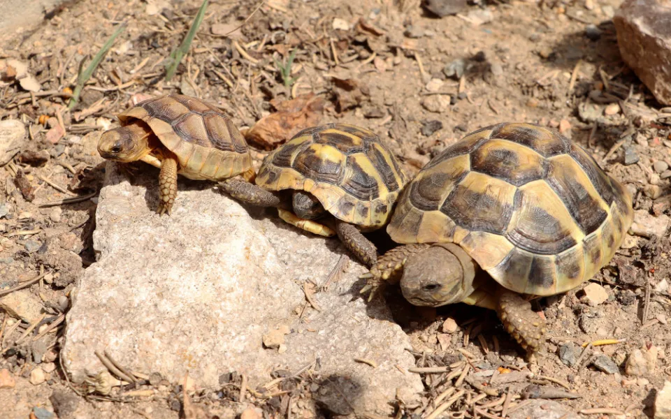 Návštěvníci plzeňské zoo mohou obdivovat želví školku s 28 mláďaty