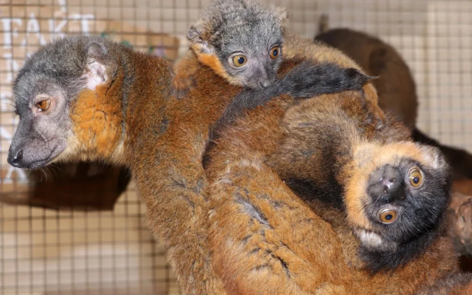 Chovatelům v plzeňské zoo dělají radost dvojčata lemura límcového i tři mláďata damanů kapských